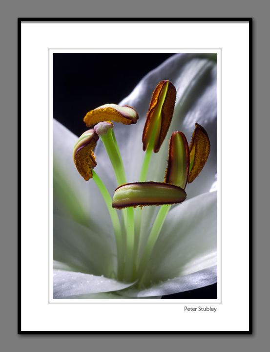 White lily