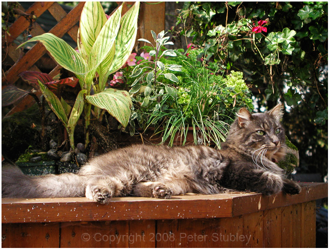 Phantom lounges by the pond
