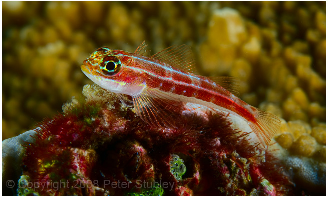 Striped triplefin blenny.