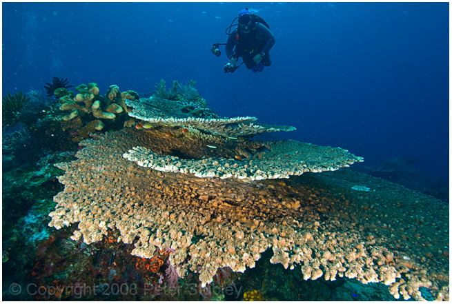 Plate coral.