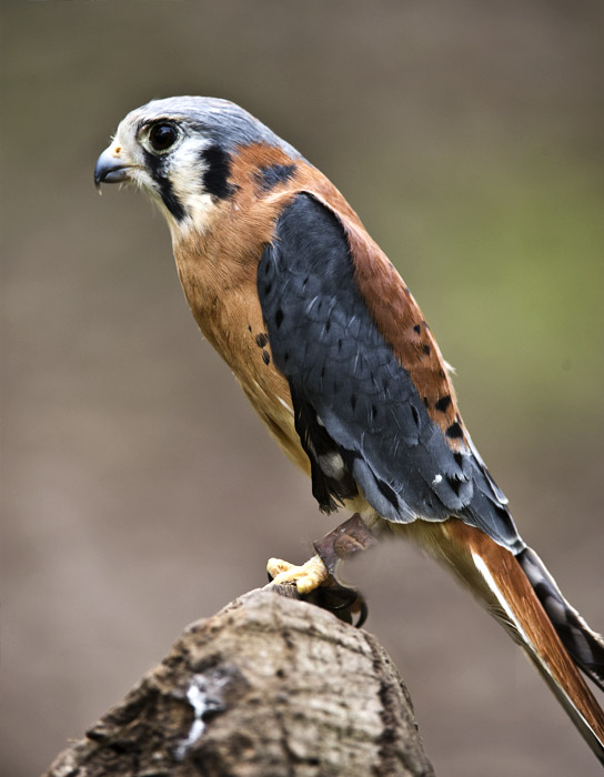 American Kestrel