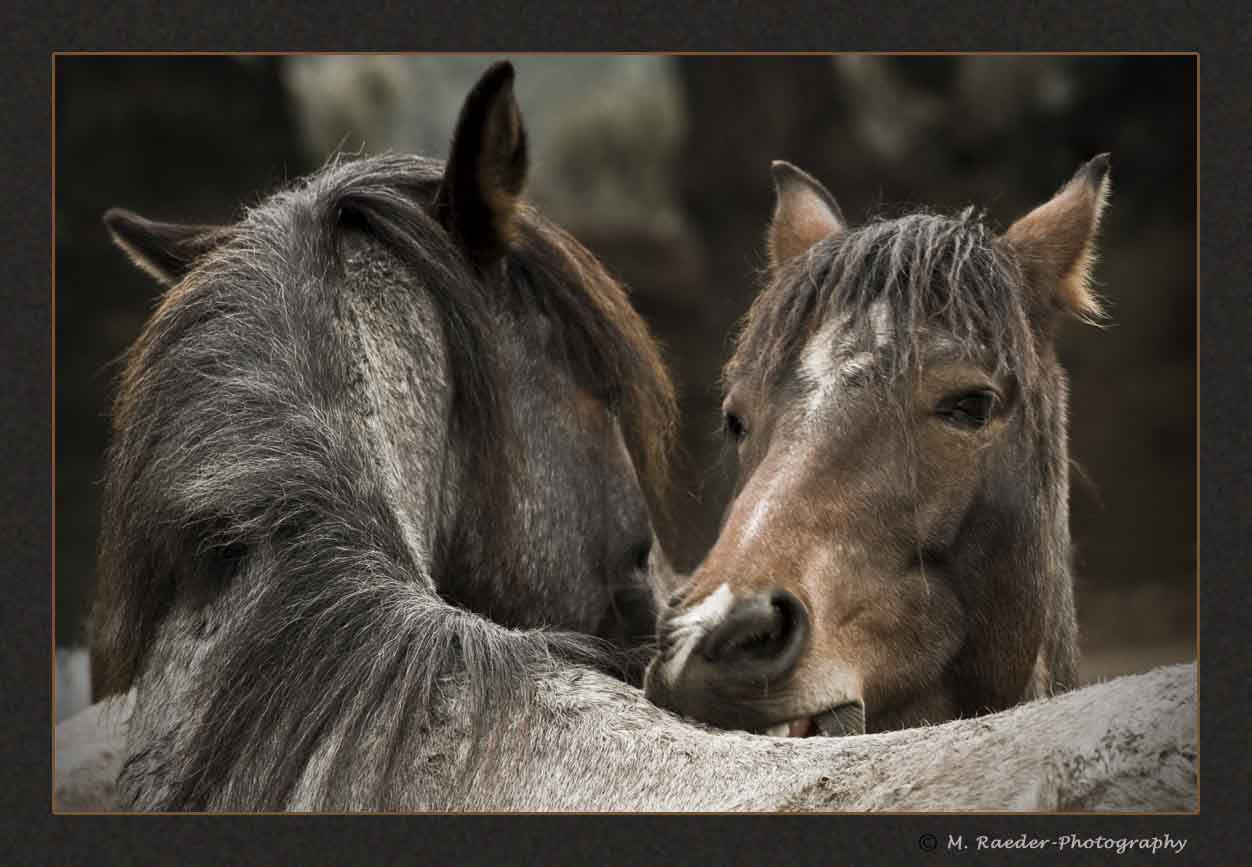Friends - Wild Horses