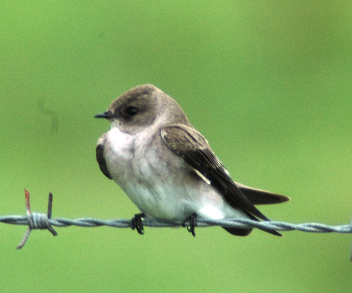 Northern Rough-winged Swallow