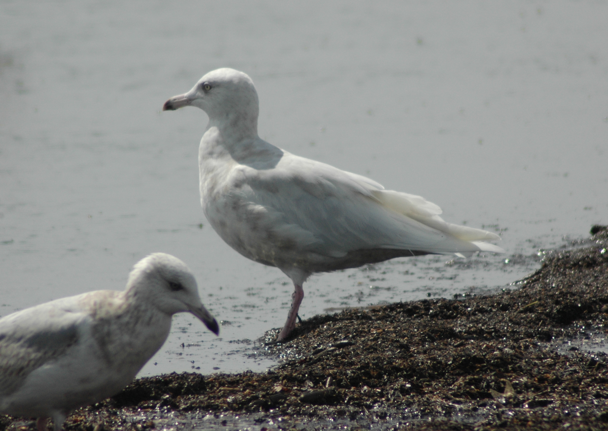 2nd Cycle Glaucous Gull with 1st Cycle Ring-billed Gull