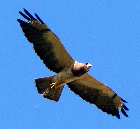 Light Morph Swainsons Hawk