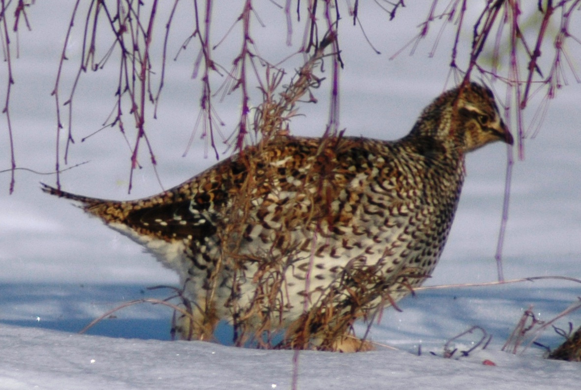 Sharp-tailed Grouse