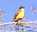 Australasian Figbird