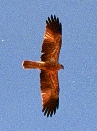 Hawk spp.