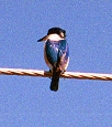 Kingfisher spp.