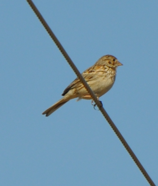 Vesper Sparrow