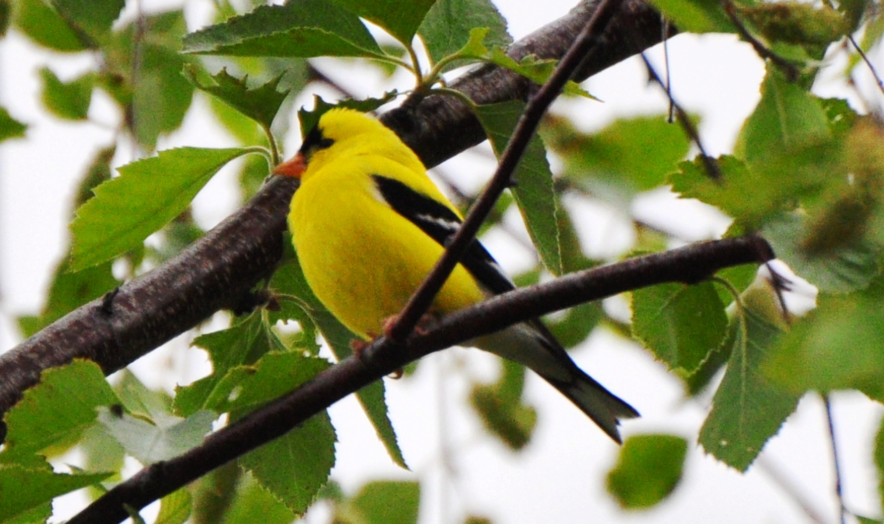 American Goldfinch