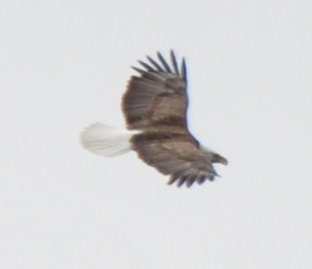 o4/19/698019/1/125652530.yq8JnN2H.BaldEagle5.JPG