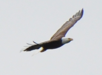 o4/19/698019/1/125652533.WQOGZeGC.BaldEagle6.JPG