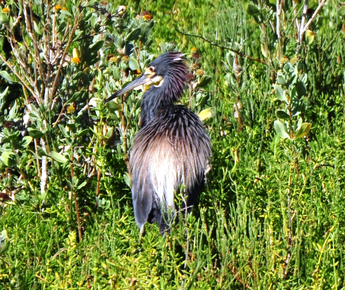 Alternate Plumaged Tricolored Heron