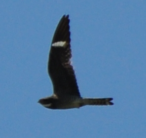 Male Common Nighthawk