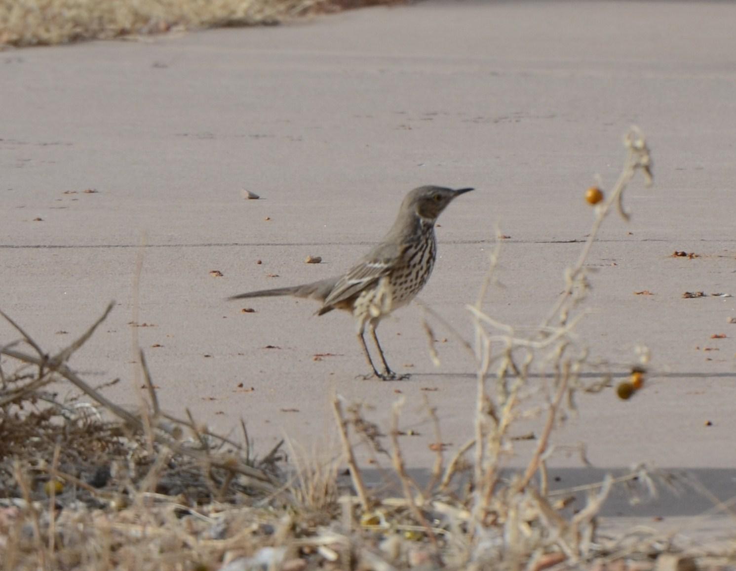 Sage Thrasher