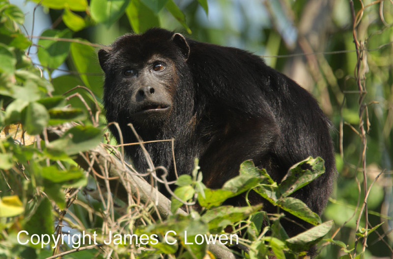 Primates