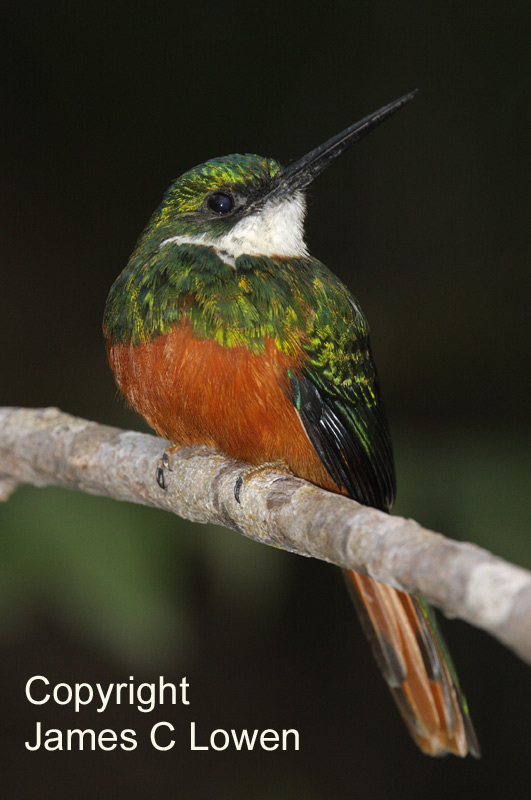 Rufous-tailed Jacamar