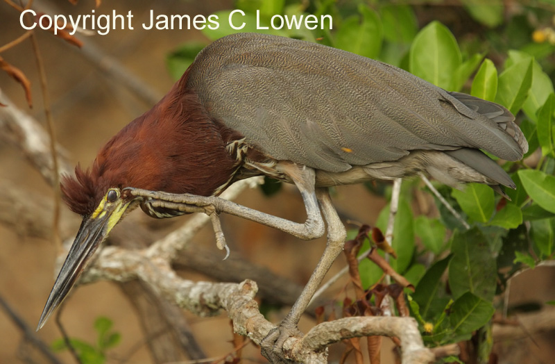 Rufescent Tiger-heron