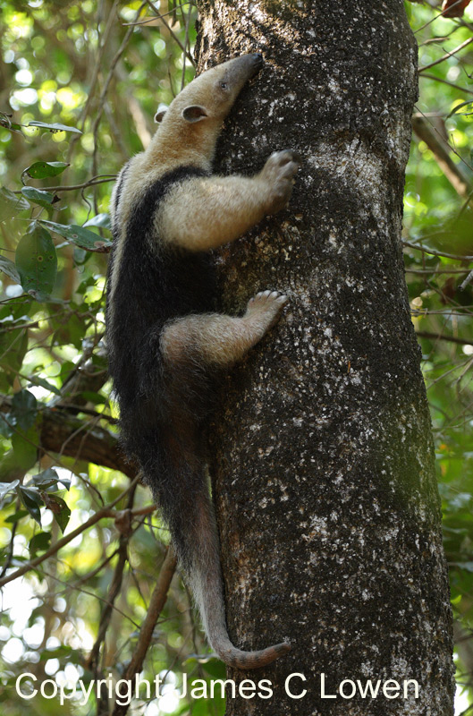 Other mammals