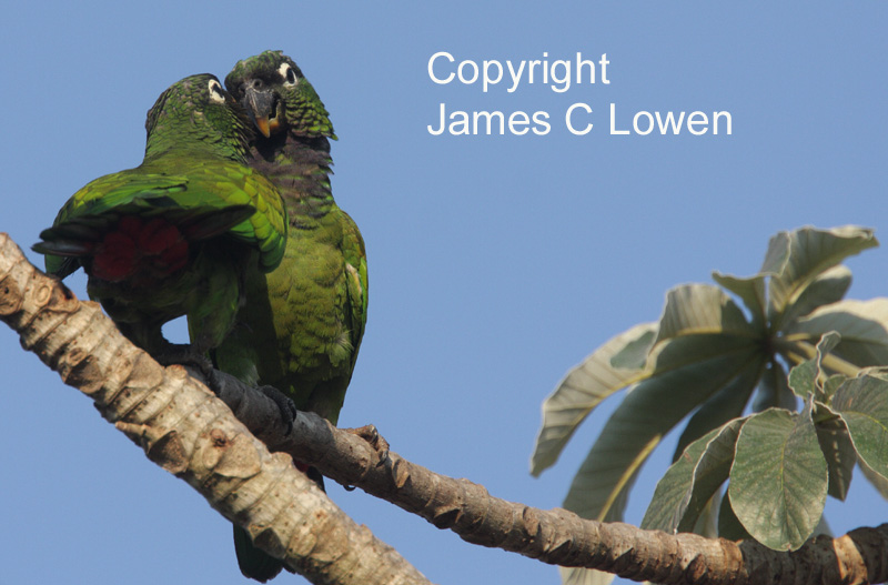 Other parrots