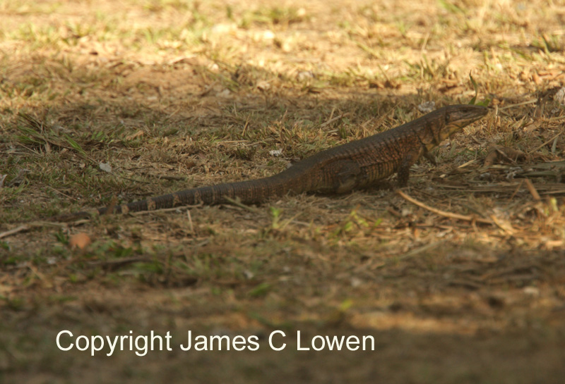 Pantanal herptiles