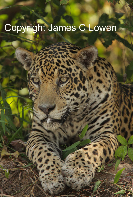 Jaguar