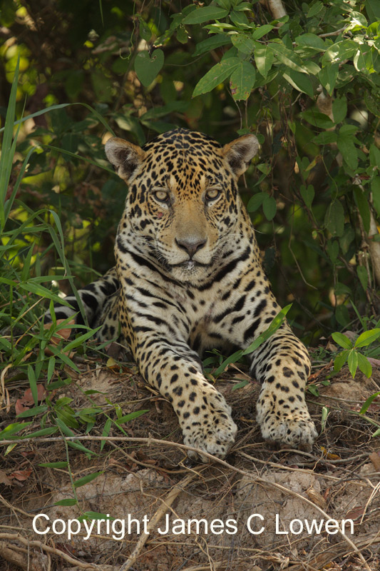 Just Jaguars