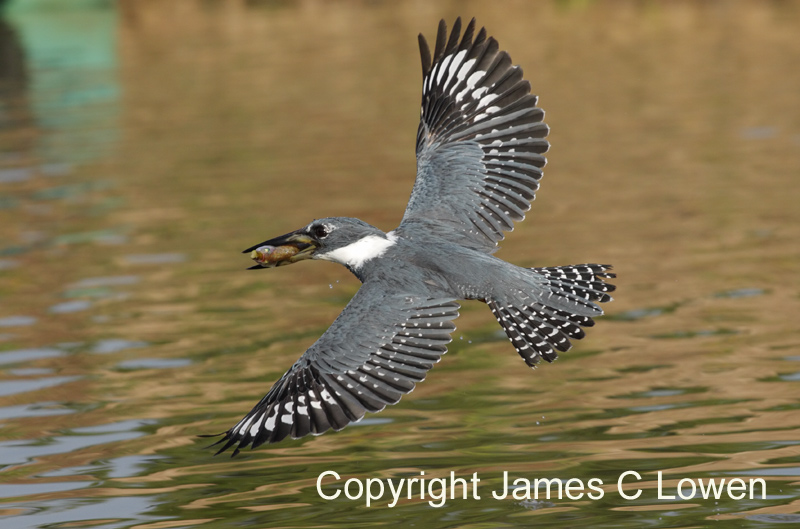 Ringed Kingfisher