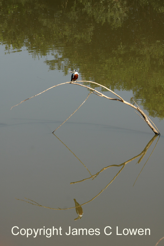 Near-passerines