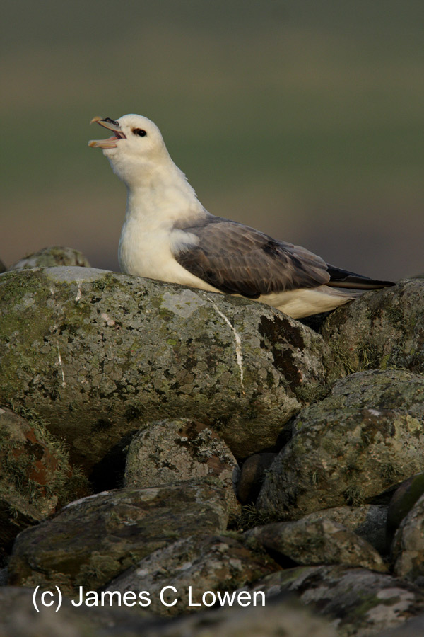 Northern Fulmar