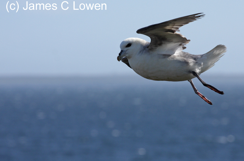 Northern Fulmar