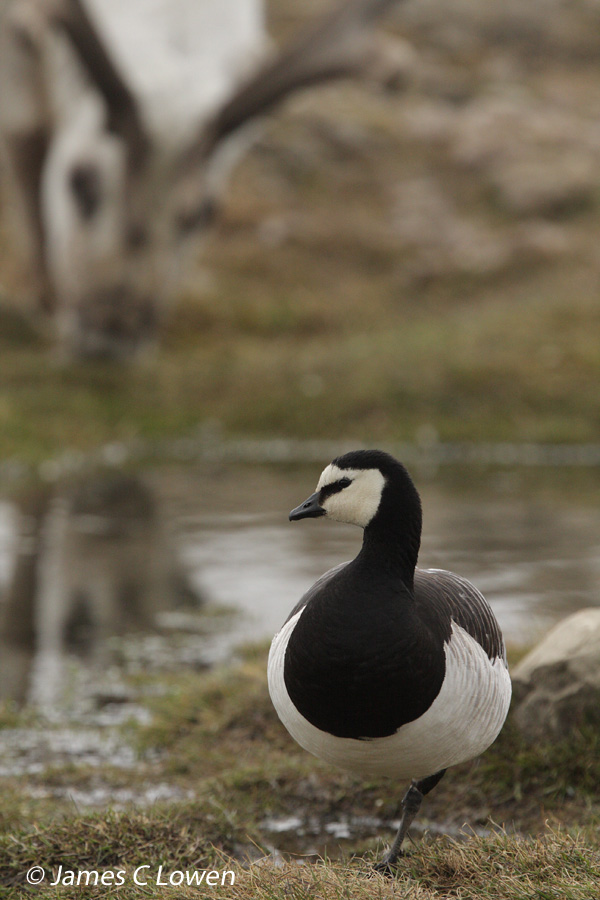 Barnacle Goose