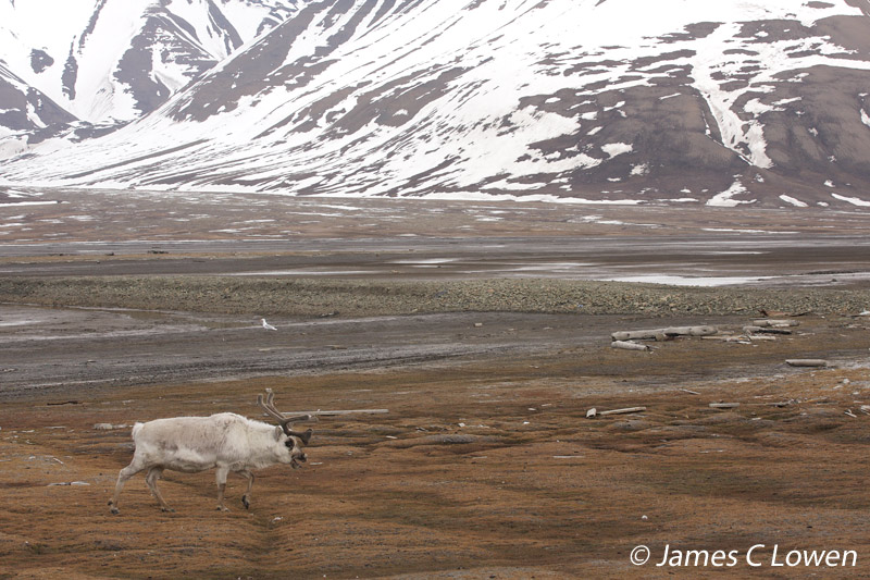 Arctic mammals