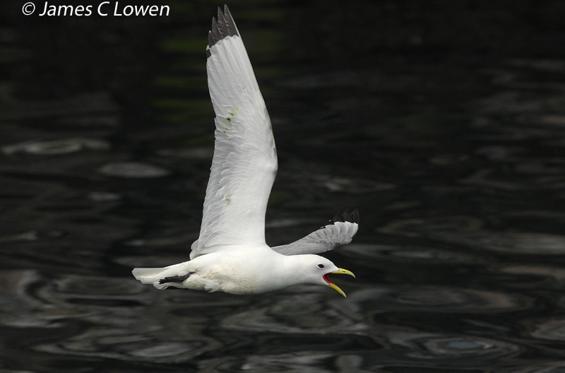 Kittiwake