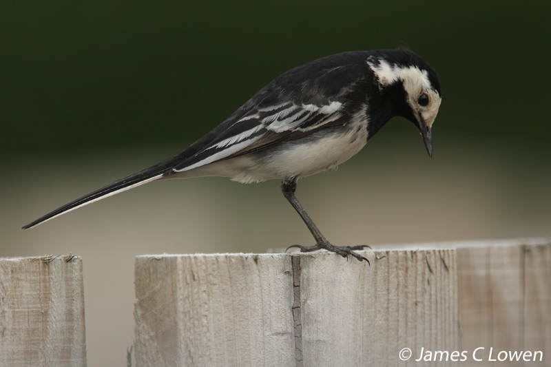 Pied Wagtail