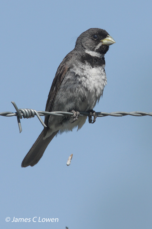 Double-collared Seedeater