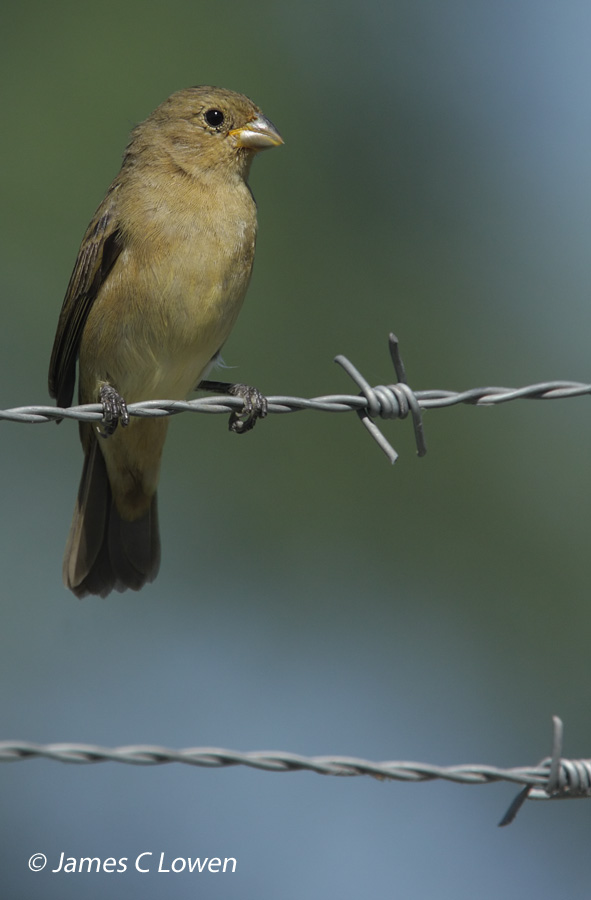 Double-collared Seedeater
