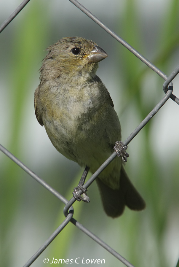 Double-collared Seedeater
