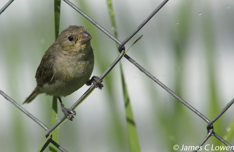 Double-collared Seedeater