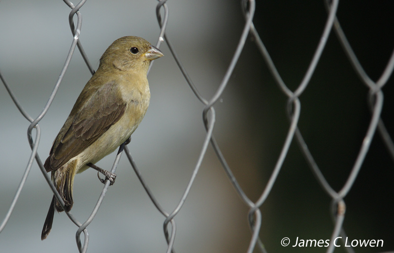 Double-collared Seedeater
