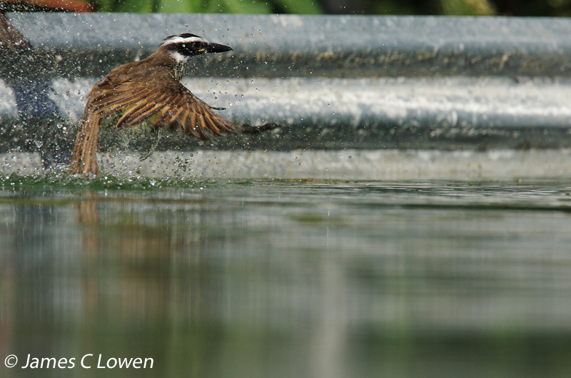Great Kiskadee