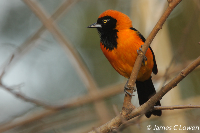 Orange-backed Troupial