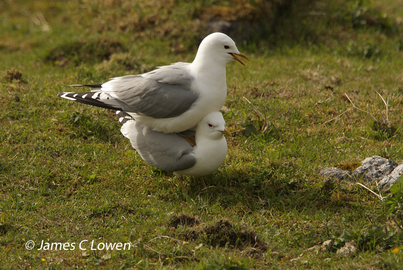 Norway wildlife