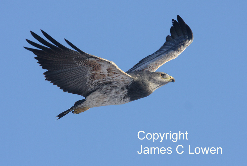 Black-chested Buzzard-Eagle