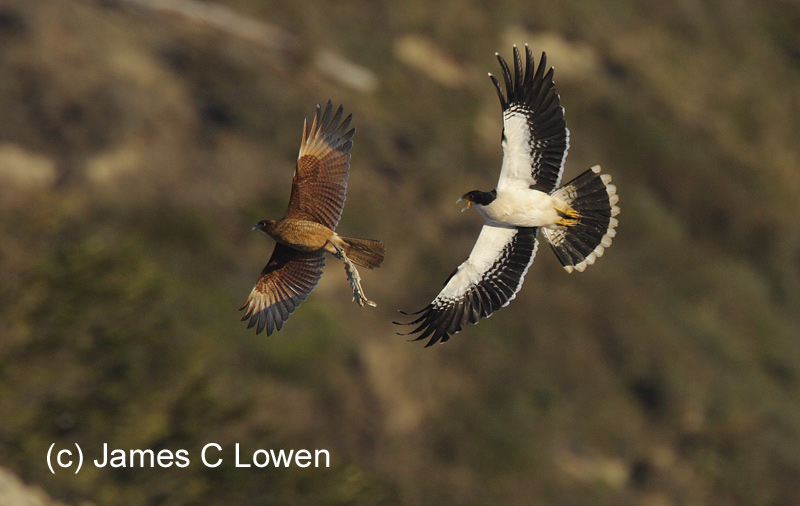 White-throated Caracara