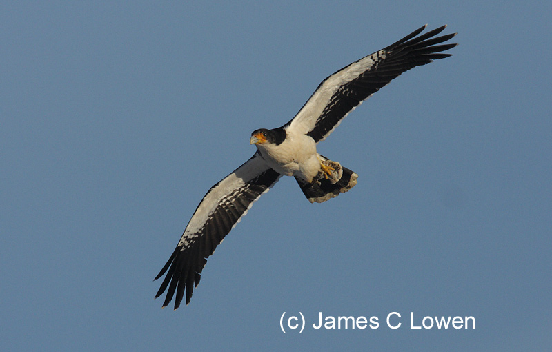 White-throated Caracara