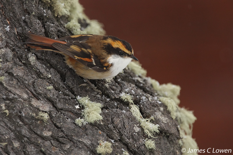 Thorn-tailed Rayadito