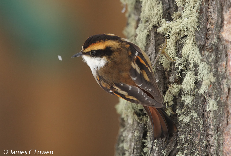 Thorn-tailed Rayadito