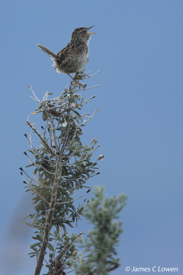 Grass Wren